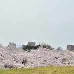 【mį】五稜郭 桜撮影練習会