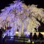 【mį】大野川沿い桜並木と法亀寺しだれ桜の夜桜ライトアップを歩いて来ました♬