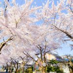【mį】函館 桜ヶ丘通り桜並木を撮って来ました♬ 4K動画あり